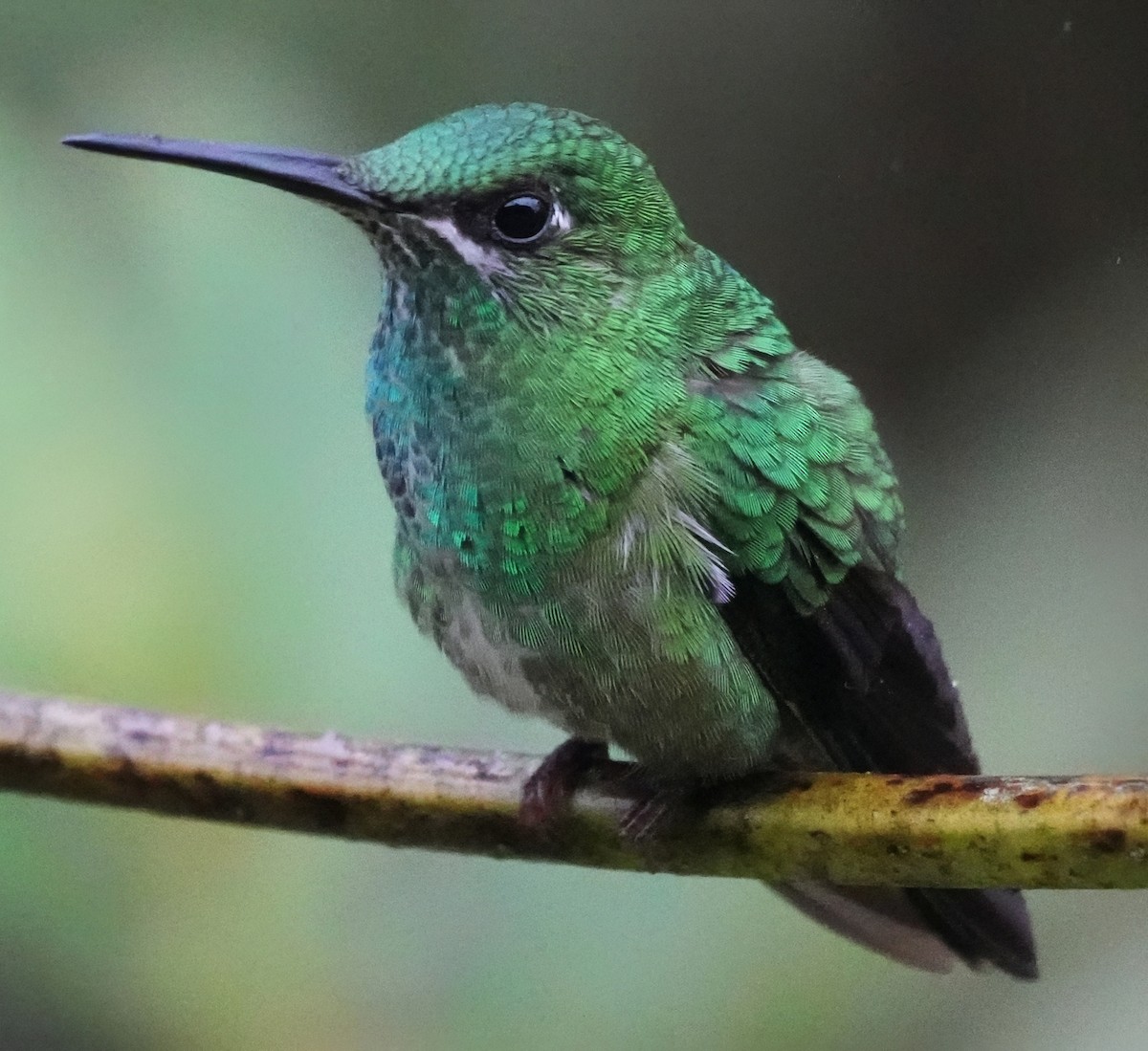 Колібрі-діамант колумбійський - ML644654838