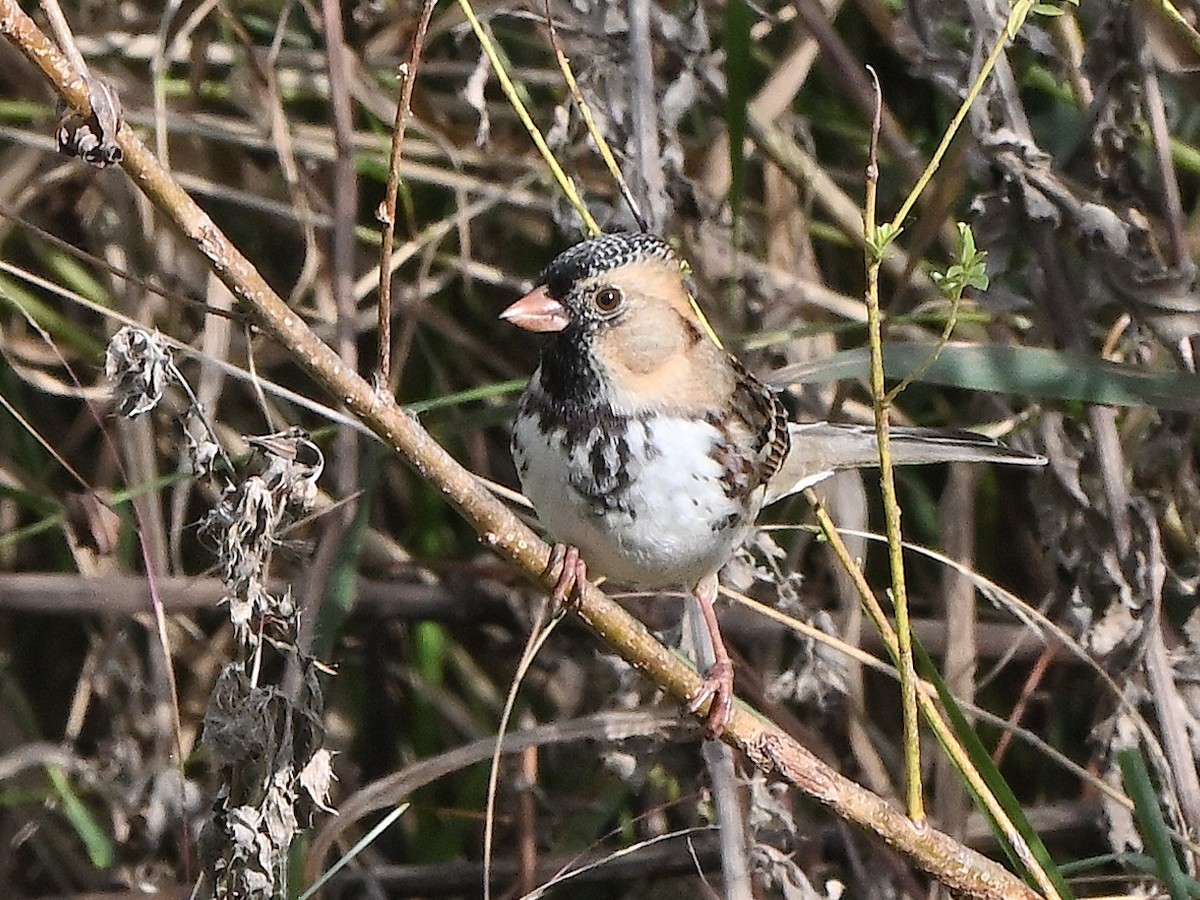 Harris's Sparrow - ML644654839