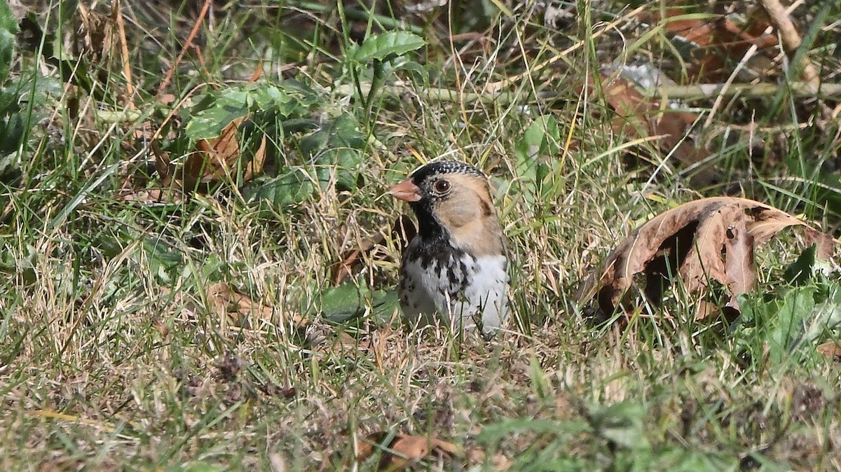 Harris's Sparrow - ML644654840