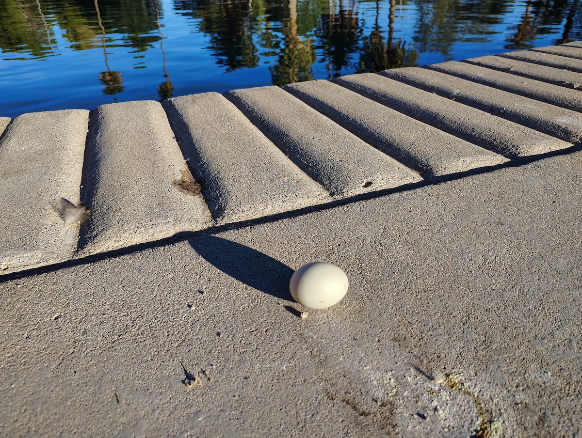 Fehlfarben-Stockente/Hausente - ML644654845