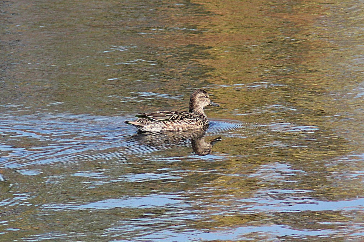 Zertzeta arrunta - ML644654848