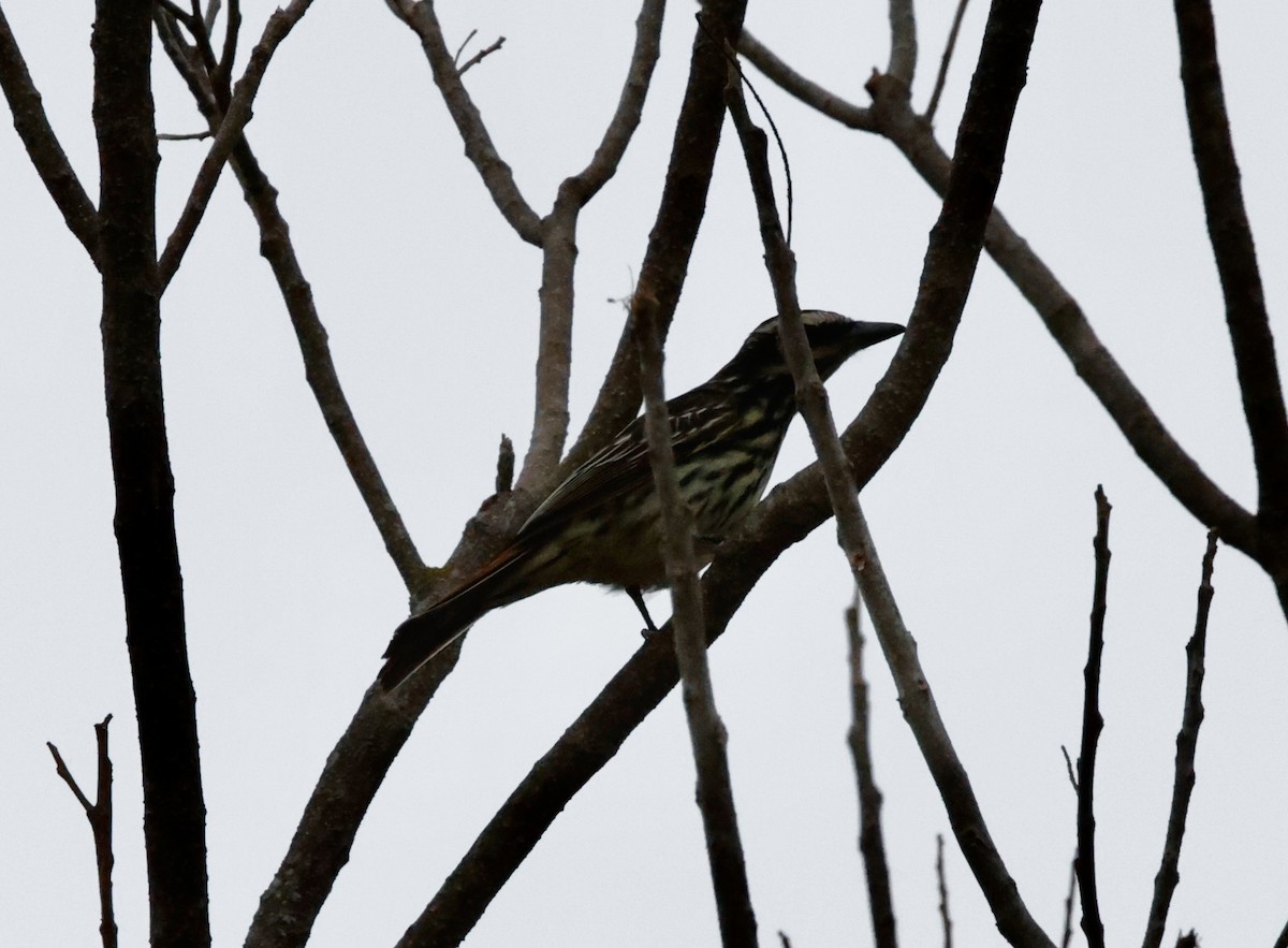 Bienteveo Rayado - ML644654850