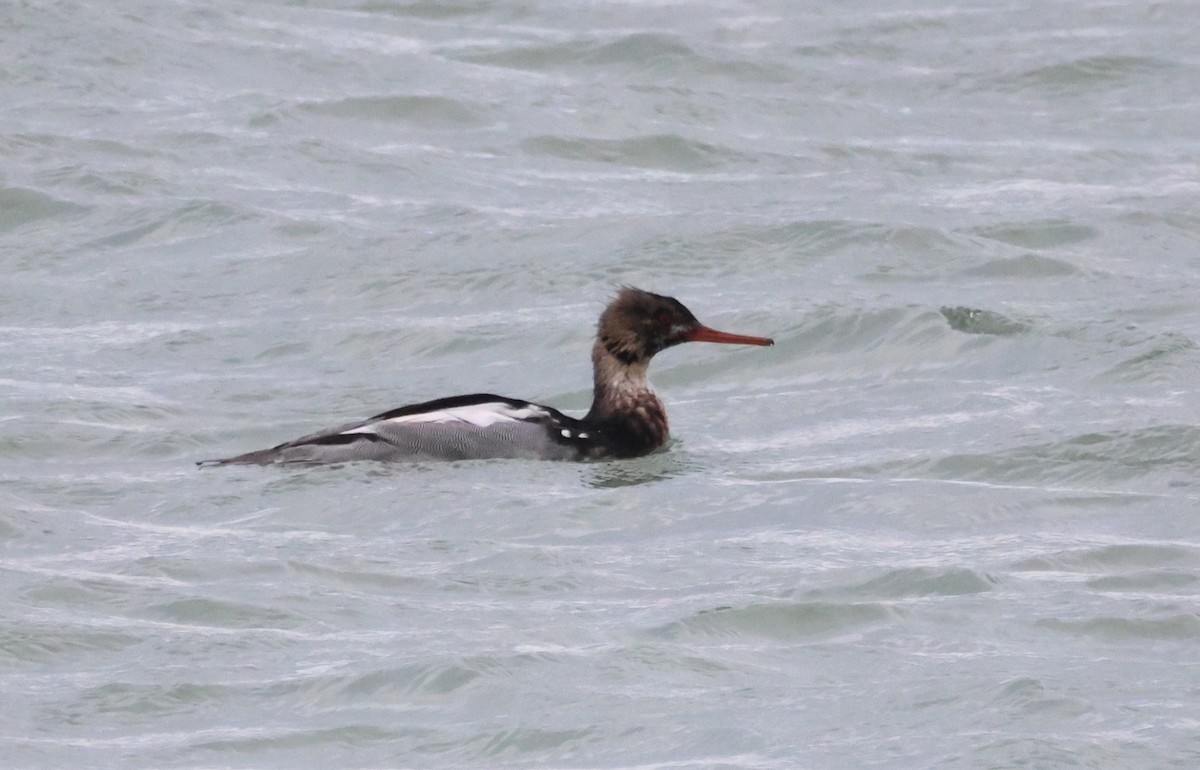Red-breasted Merganser - ML644654861