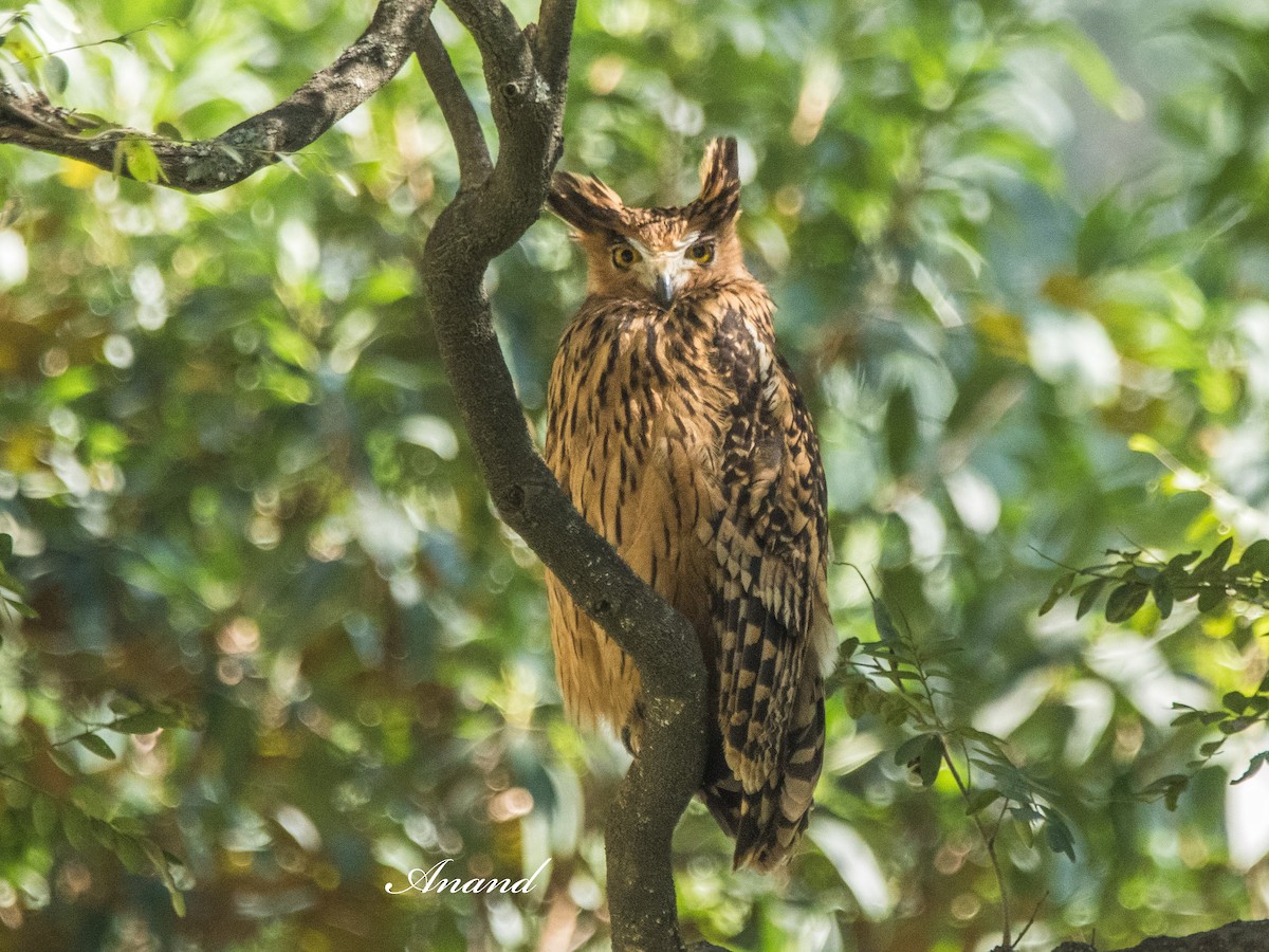 黃魚鴞 - ML644654876