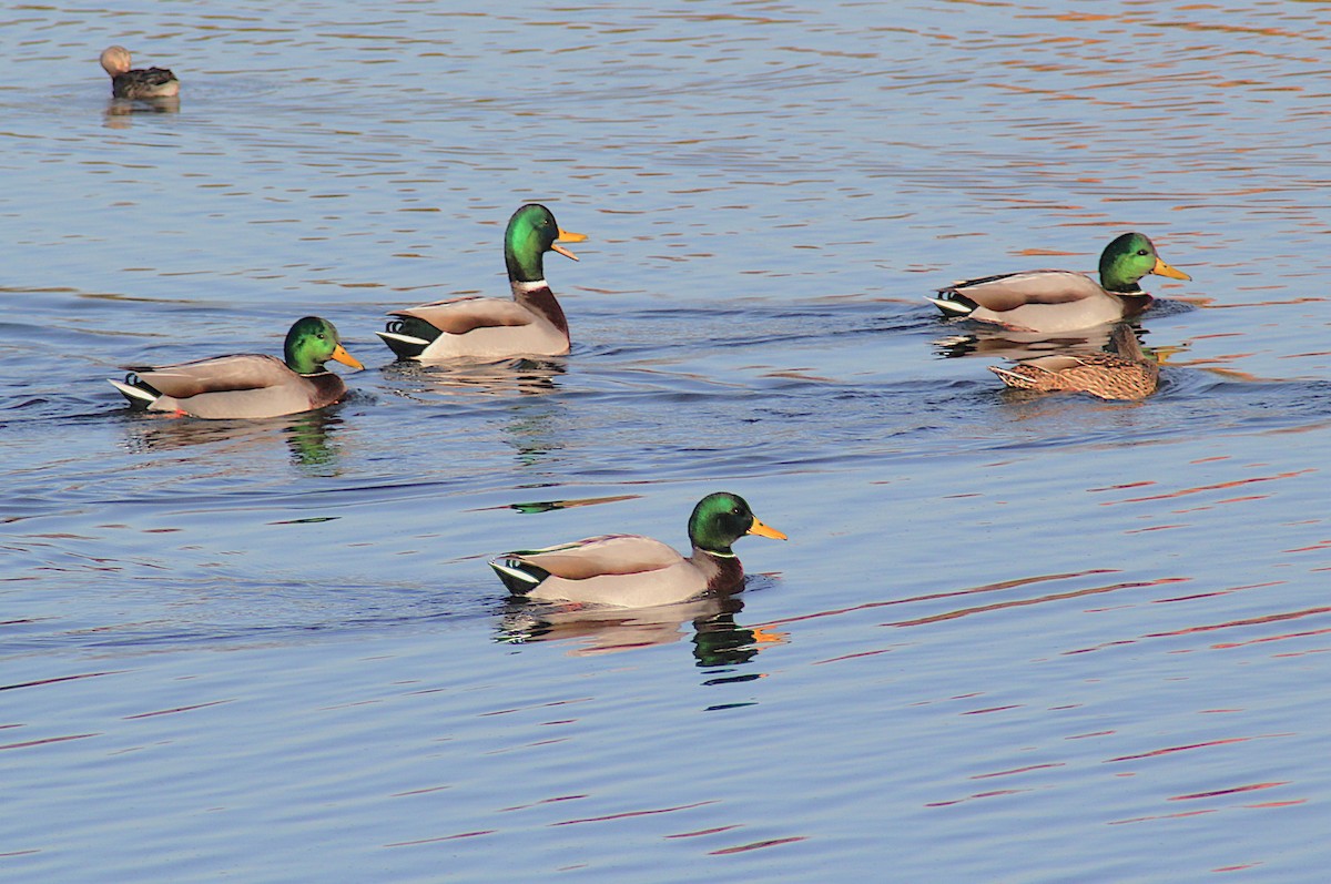 Зэрлэг нугас - ML644654887