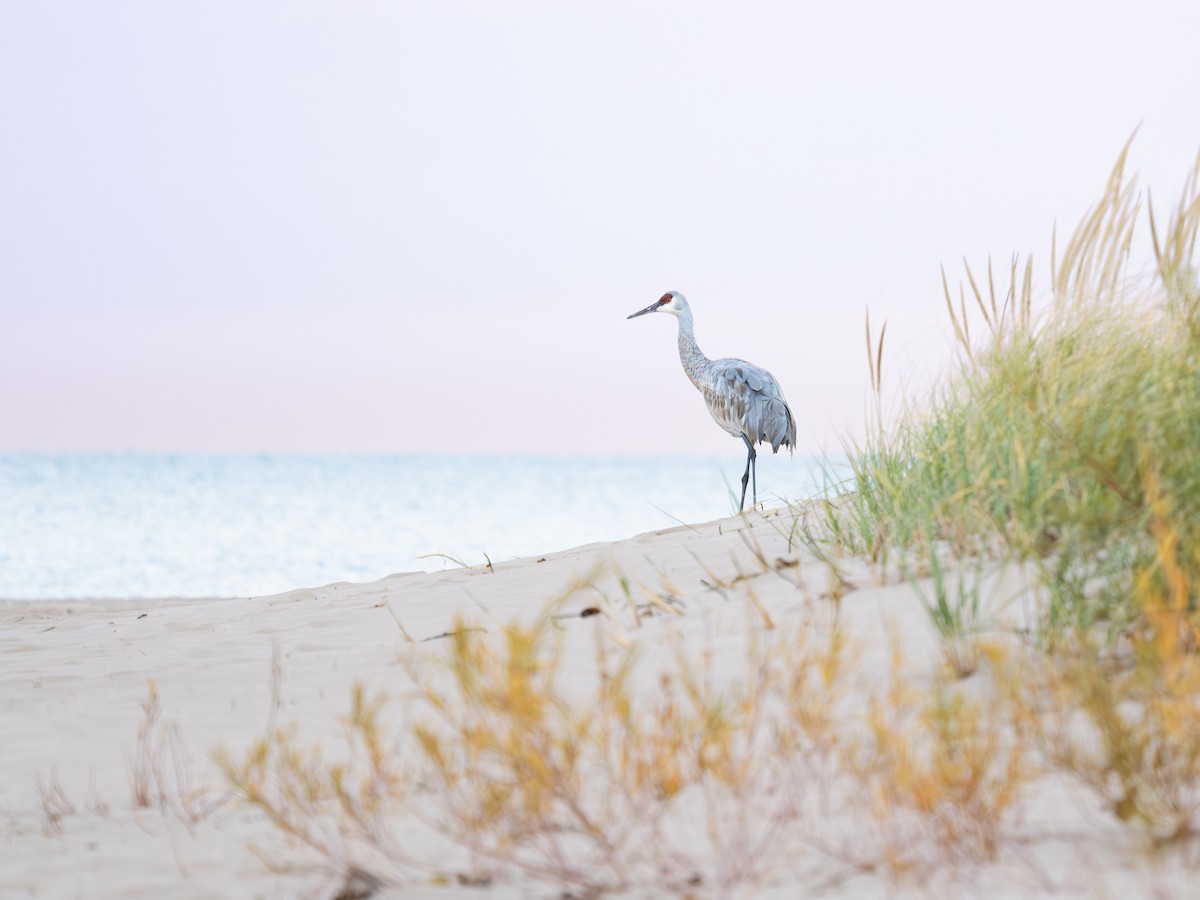 Журавель канадський - ML644654895