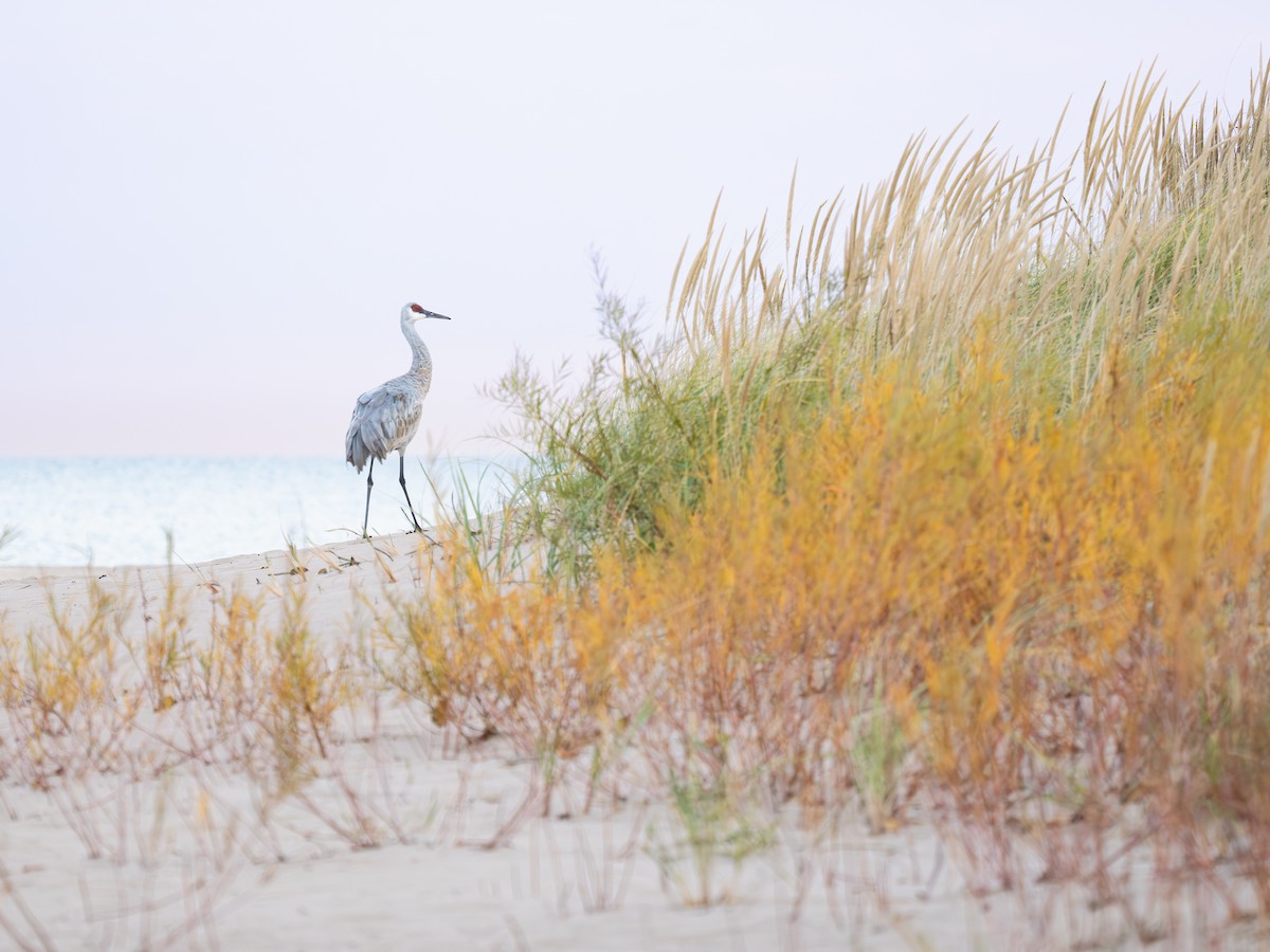 Журавель канадський - ML644654905