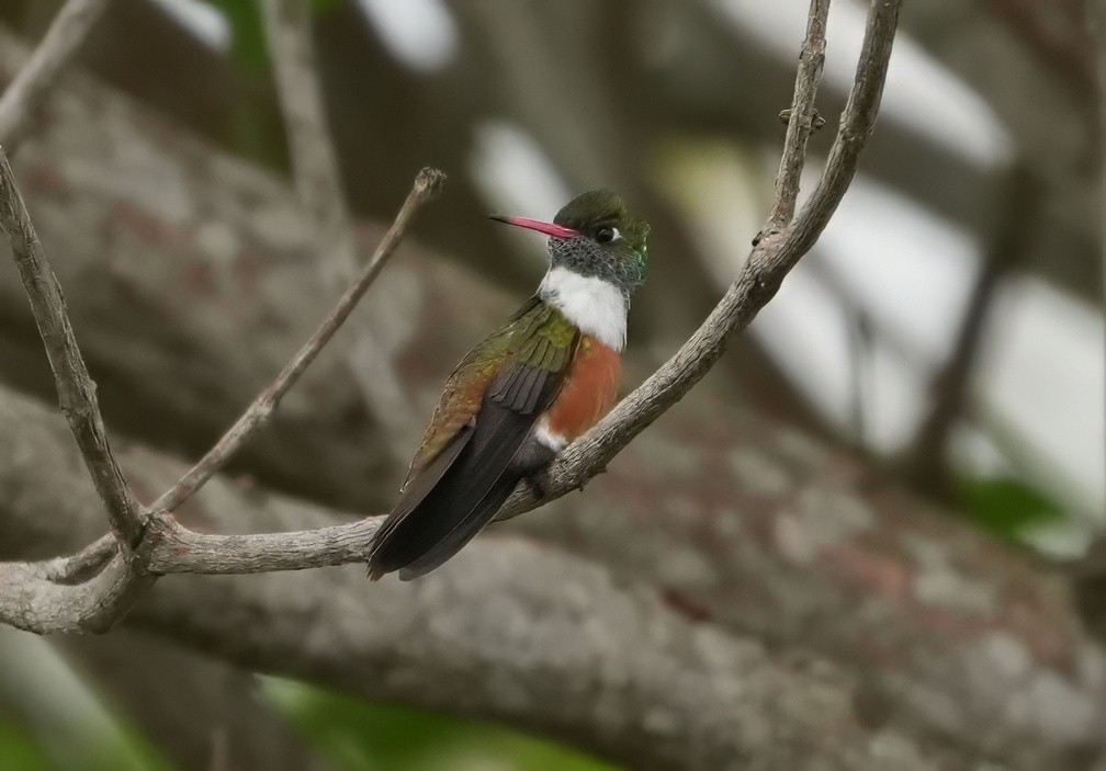 Amazilia Hummingbird - ML644654906