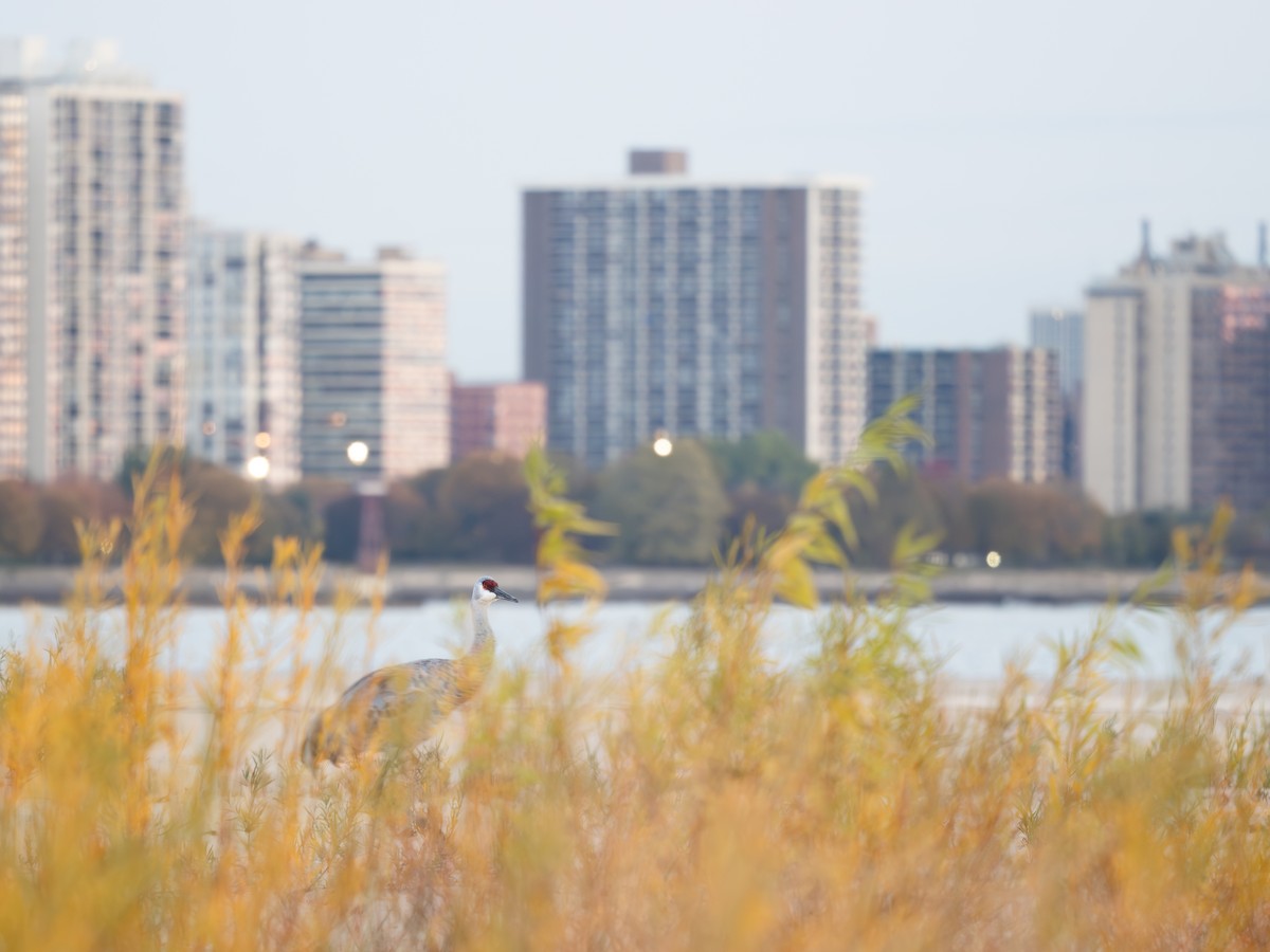 Журавель канадський - ML644654908