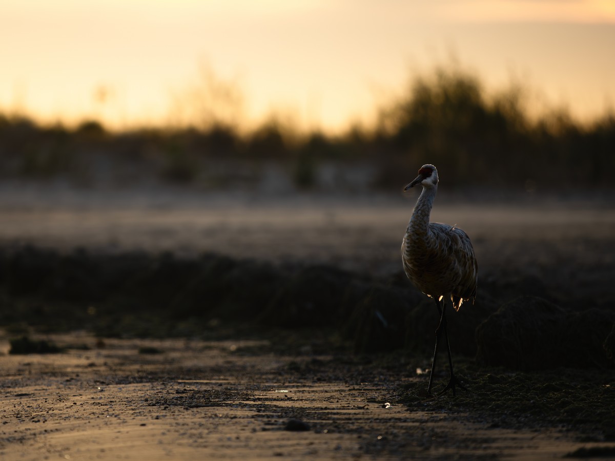 Журавель канадський - ML644654914