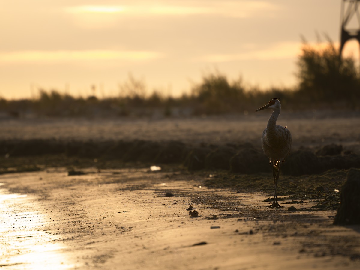 Журавель канадський - ML644654915
