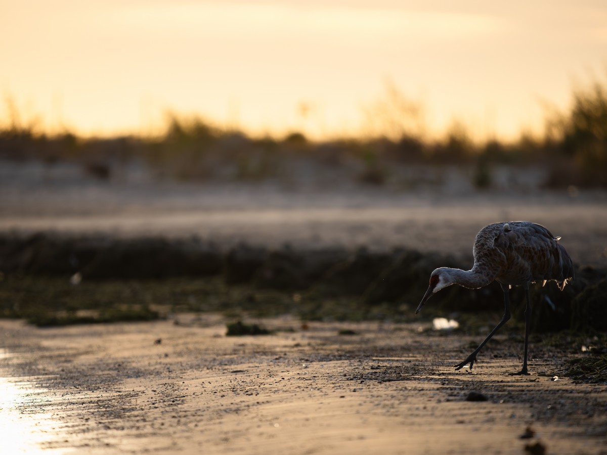 Журавель канадський - ML644654916