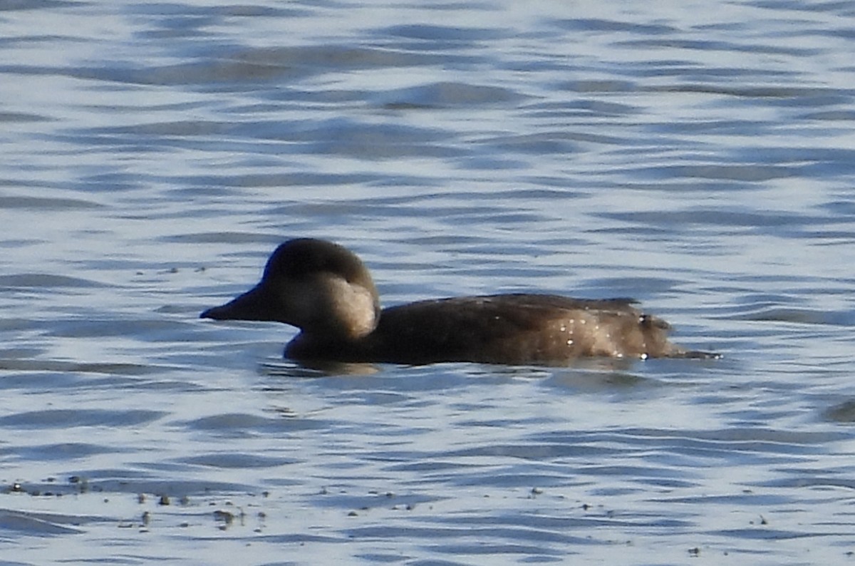 Black Scoter - ML644654917