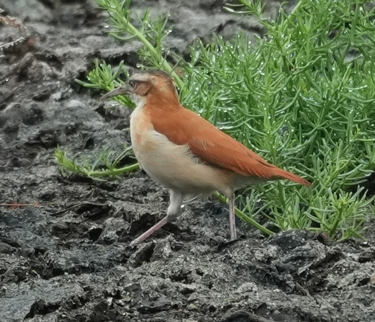 kanelryggovnfugl - ML644654922