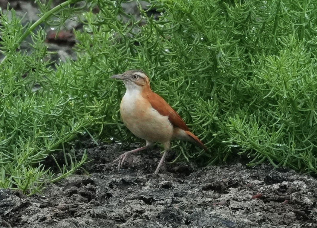 kanelryggovnfugl - ML644654923