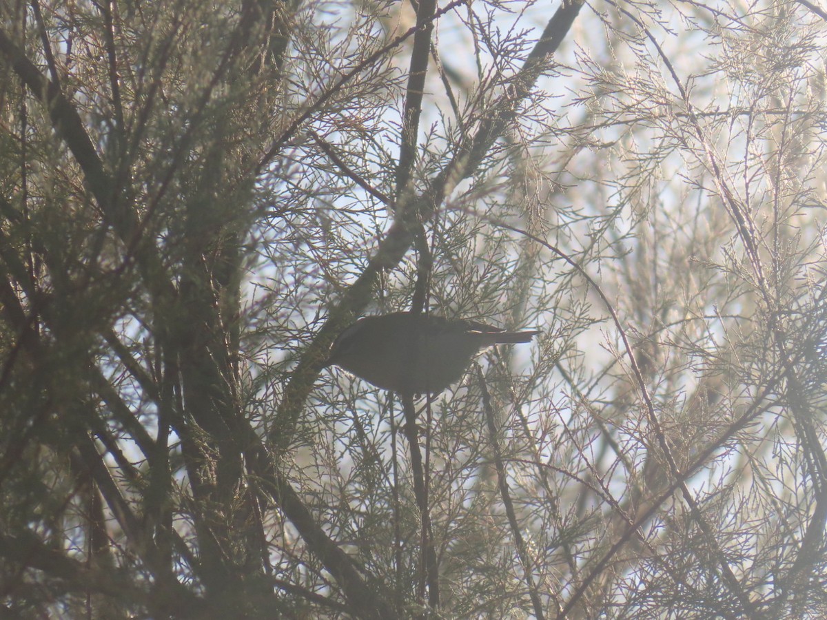 Common Firecrest - ML644654925