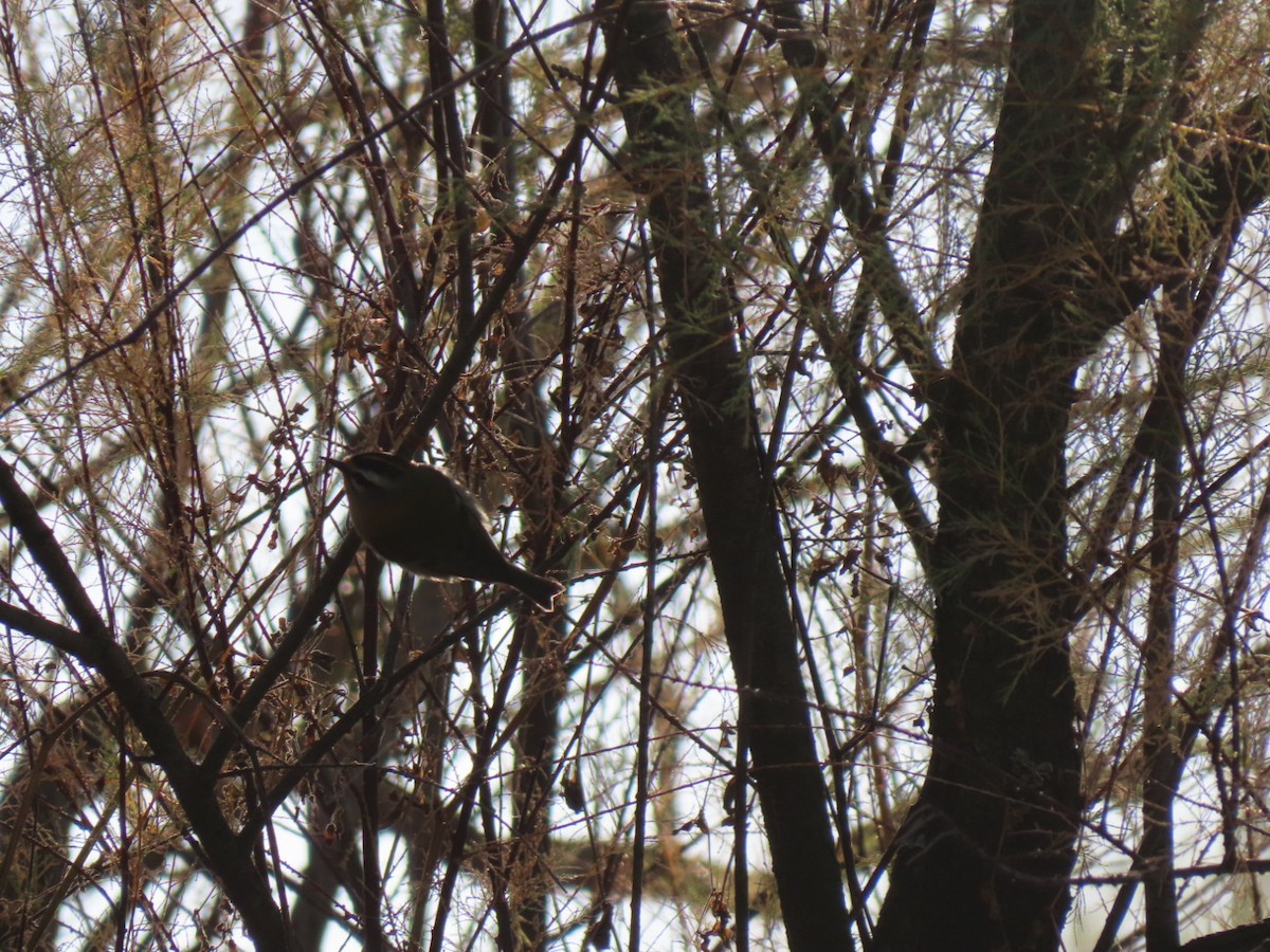 Common Firecrest - ML644654926