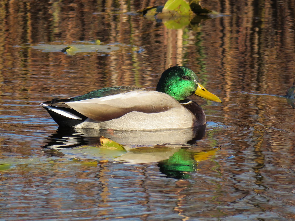 Зэрлэг нугас - ML644654930