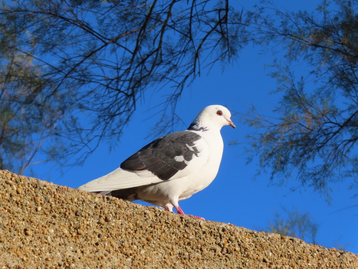 יונת בית - ML644654936