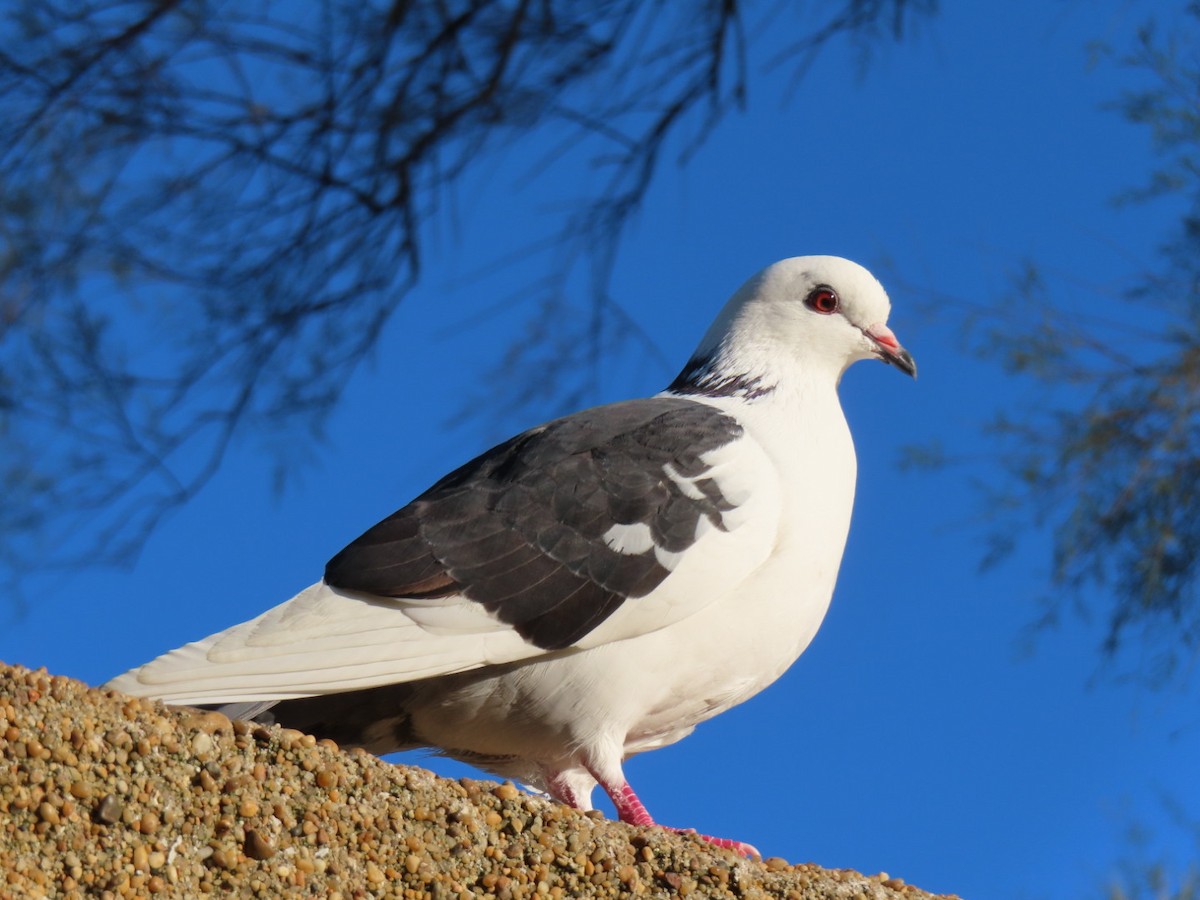 יונת בית - ML644654937
