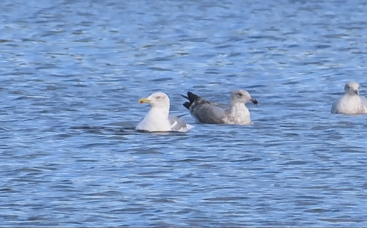 Yellow-legged Gull - ML644654940