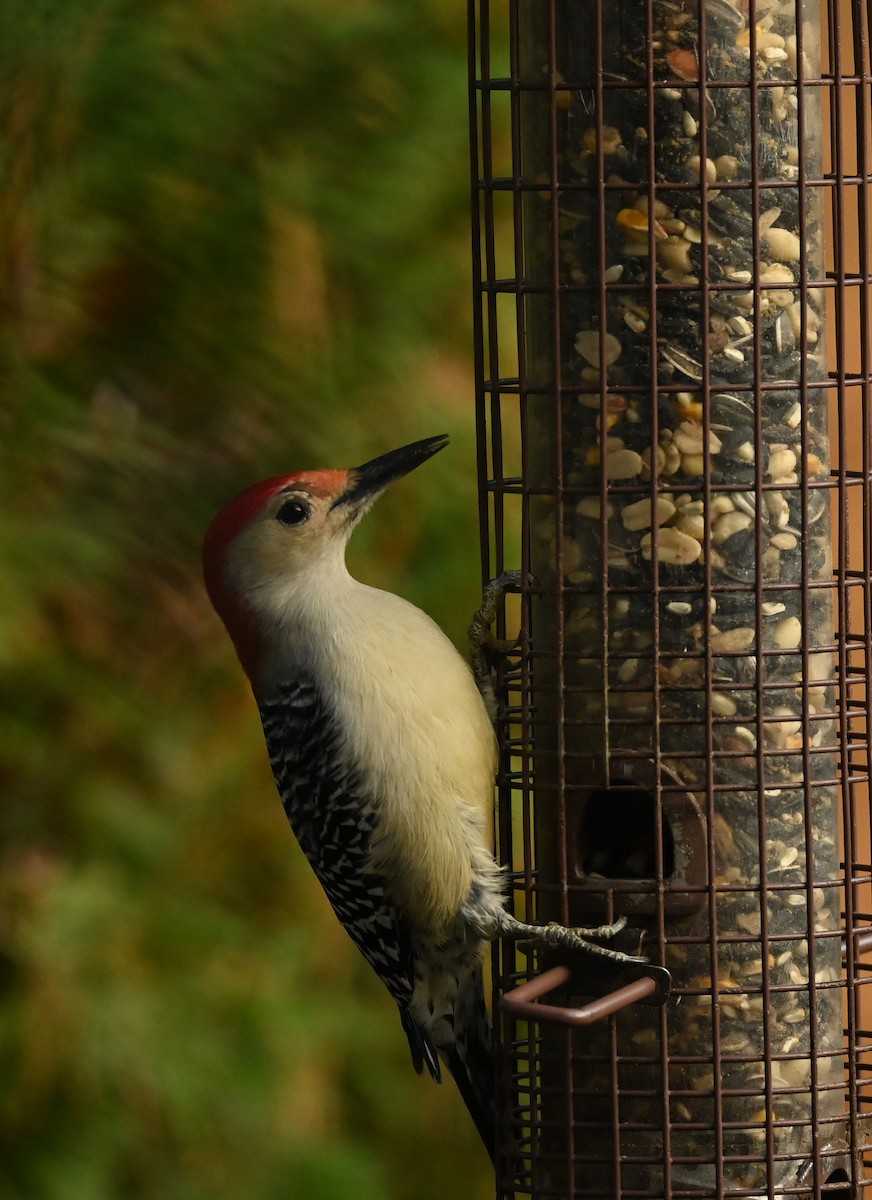 Pic à ventre roux - ML644654941