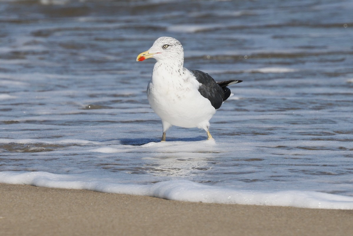 Gaviota Sombría - ML644654944