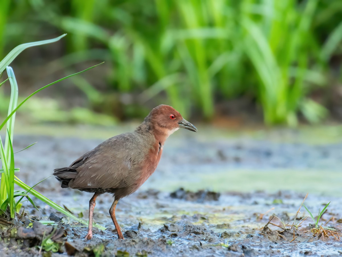 Marouette brune - ML644654954