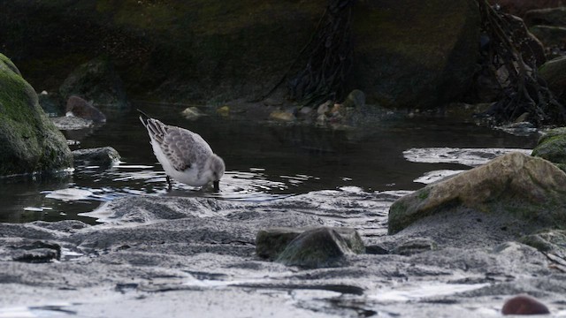 Гурвалж элсэг - ML644654959