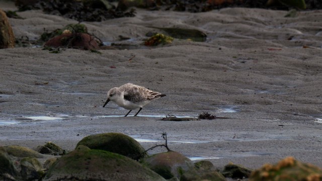Гурвалж элсэг - ML644654960