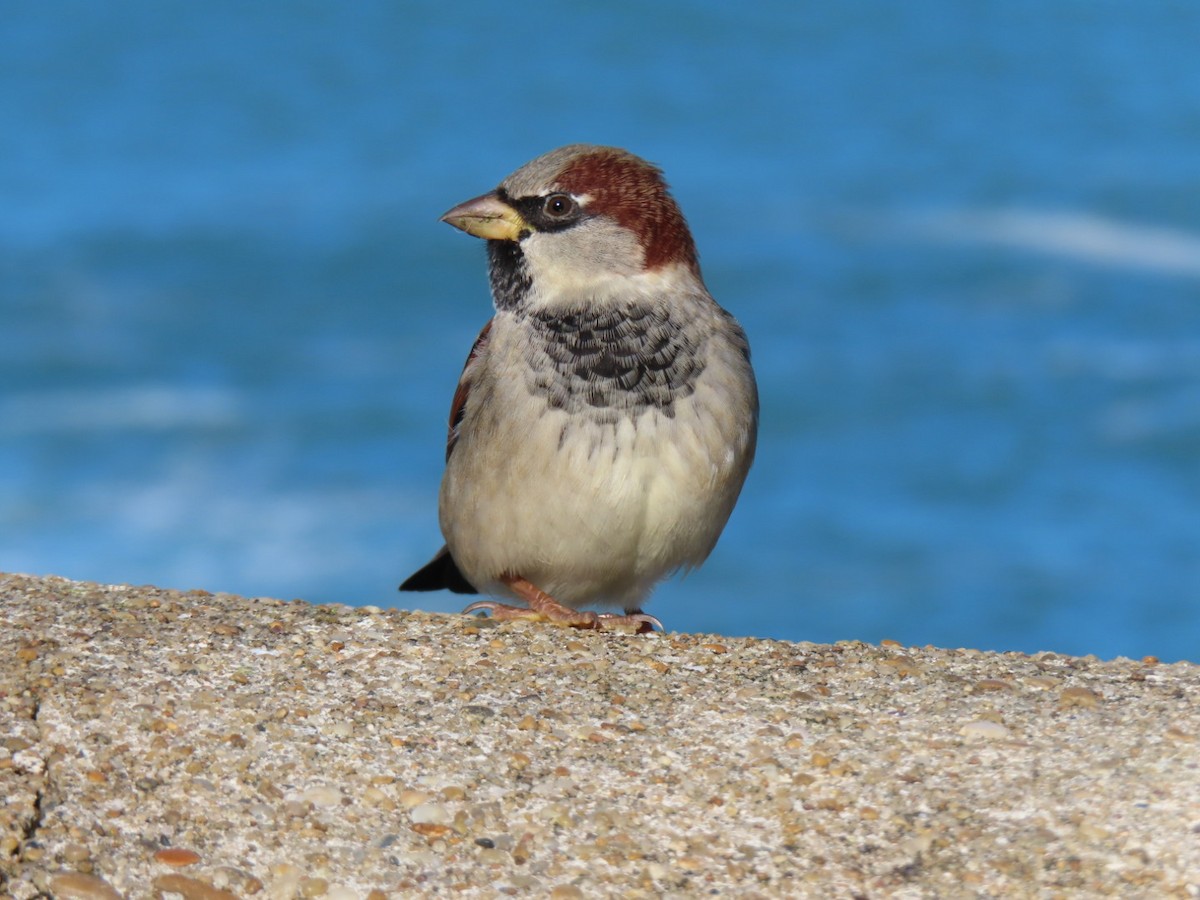 Оронгийн бор шувуу - ML644654963