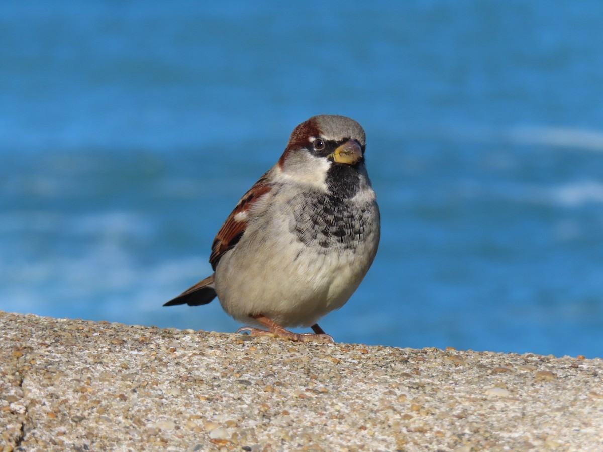 Оронгийн бор шувуу - ML644654964