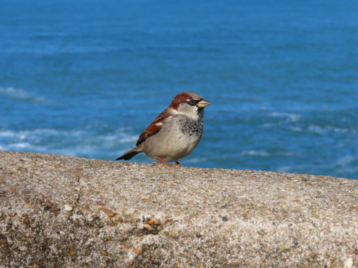 Оронгийн бор шувуу - ML644654965