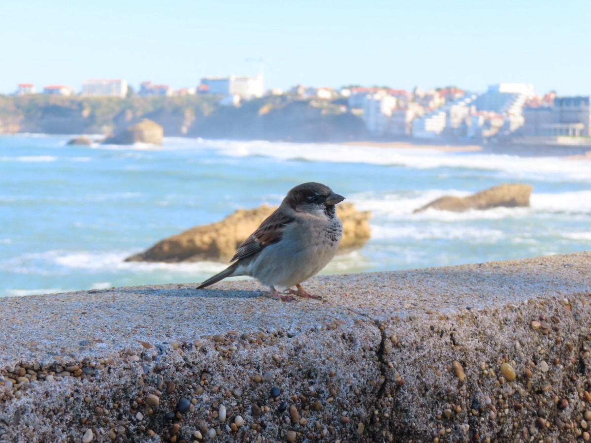 Оронгийн бор шувуу - ML644654966