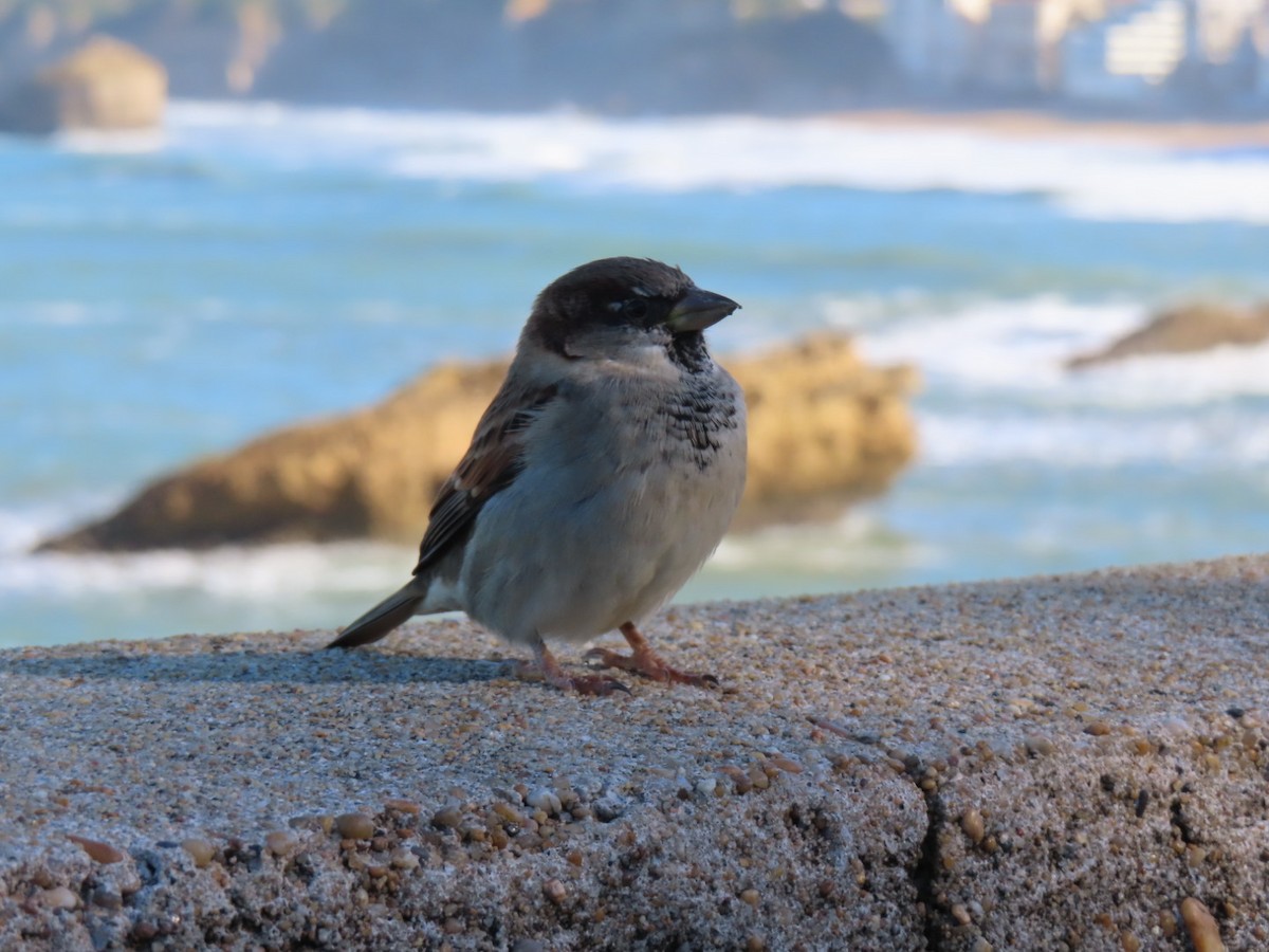 Оронгийн бор шувуу - ML644654967