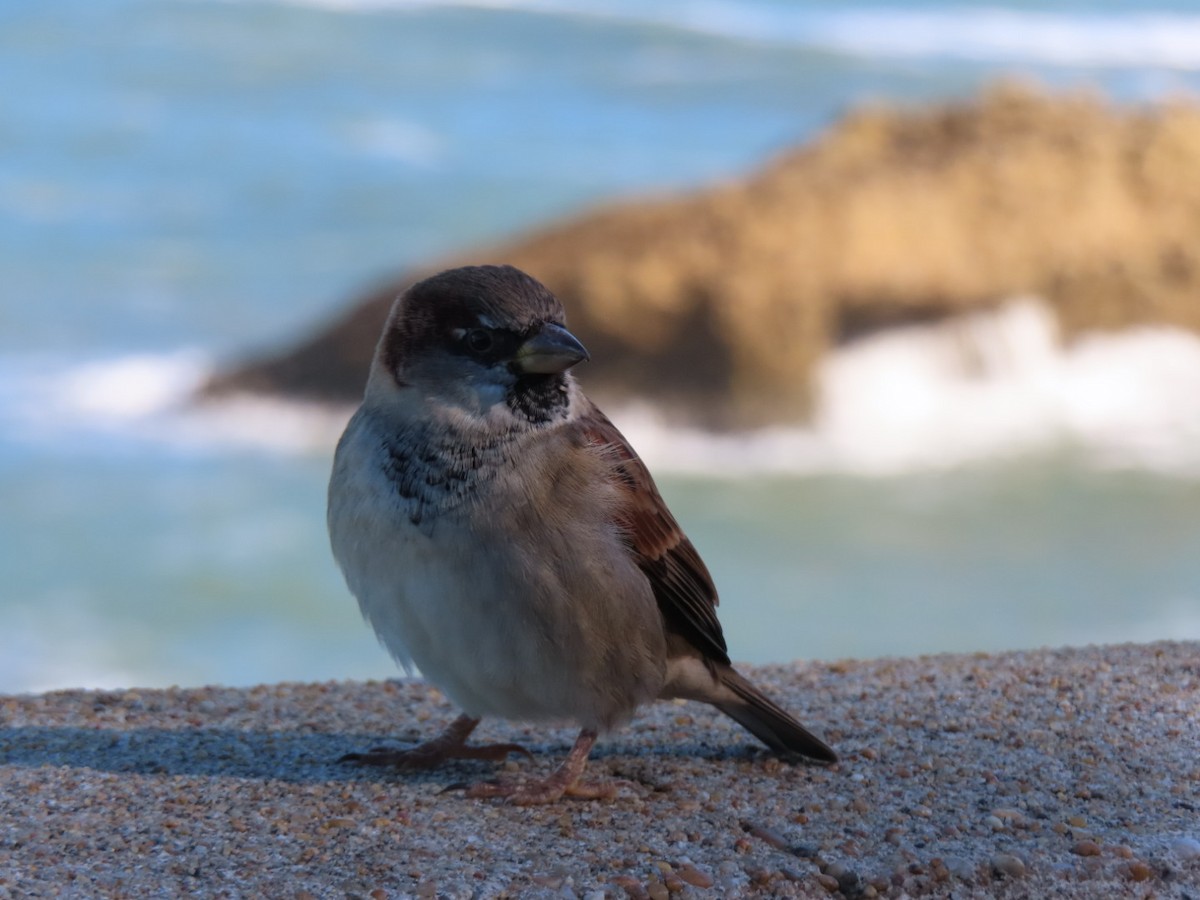 Оронгийн бор шувуу - ML644654968