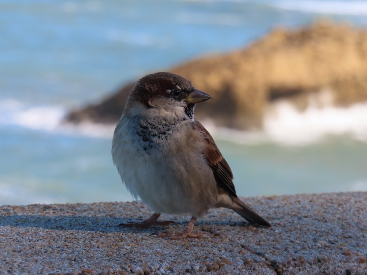 Оронгийн бор шувуу - ML644654969