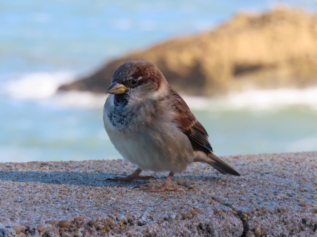 Оронгийн бор шувуу - ML644654970