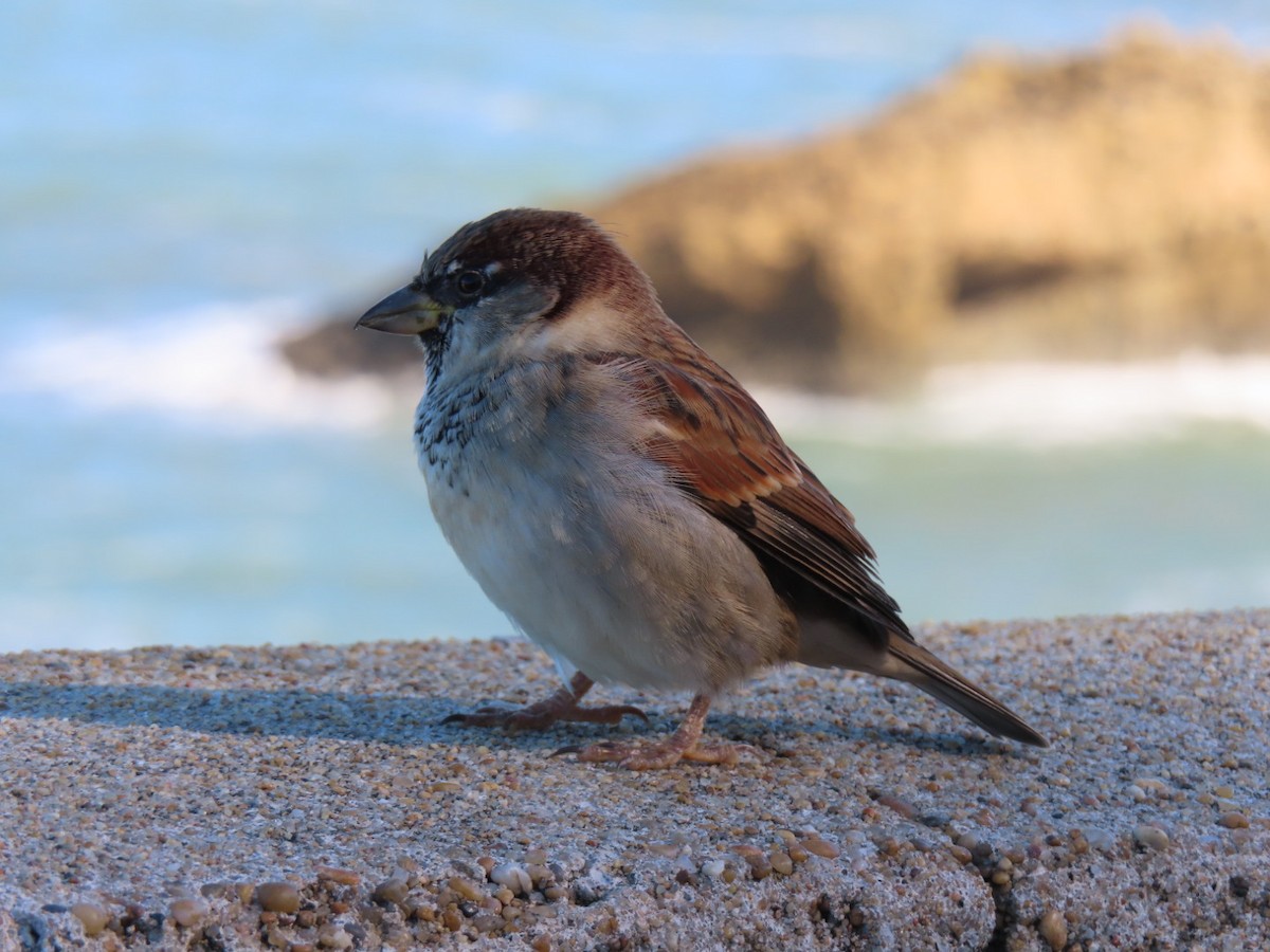 Оронгийн бор шувуу - ML644654971