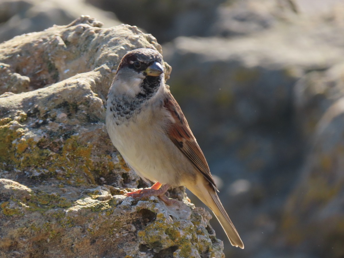 Оронгийн бор шувуу - ML644654972