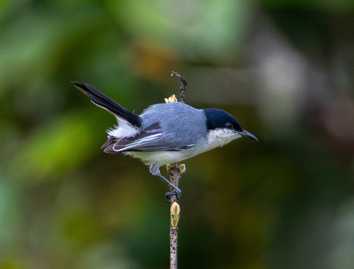 Tropical Gnatcatcher (atricapilla) - ML644654974