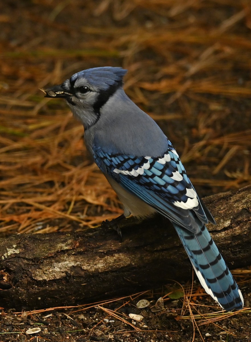 Blue Jay - ML644654983