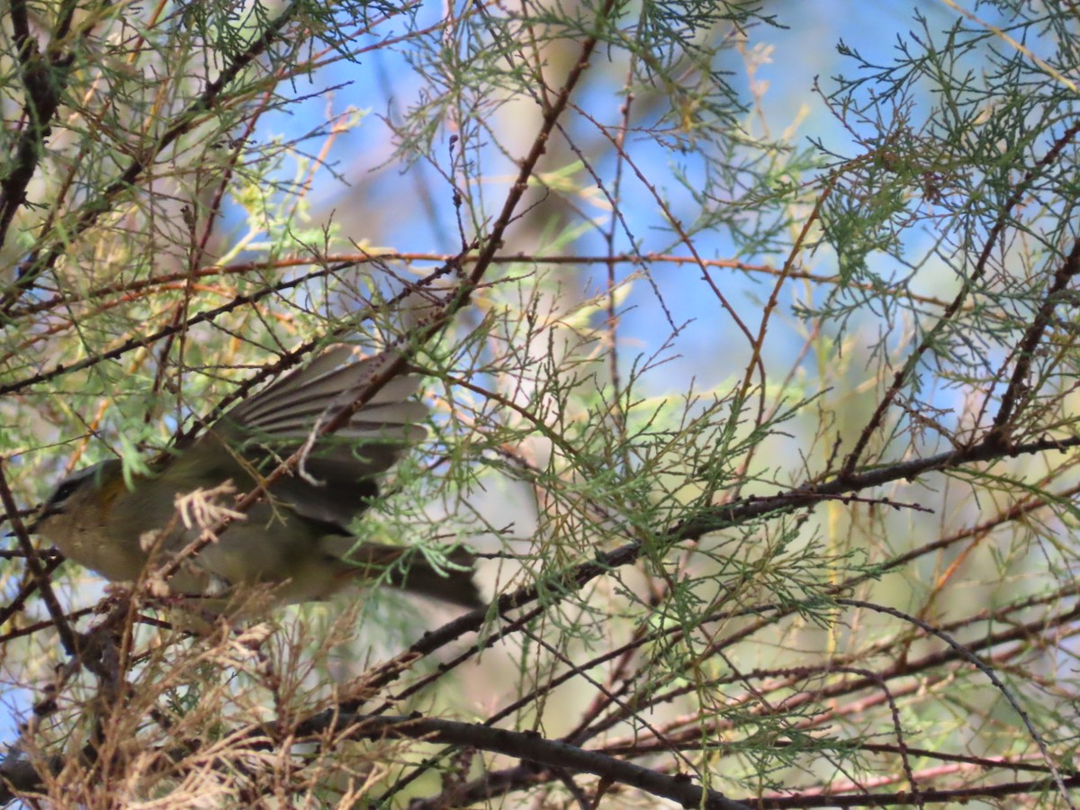 Common Firecrest - ML644654990