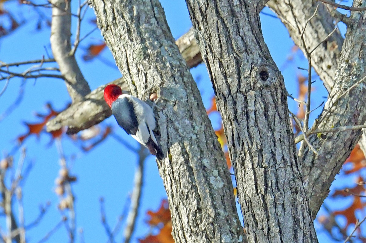 Red-headed Woodpecker - ML644654996
