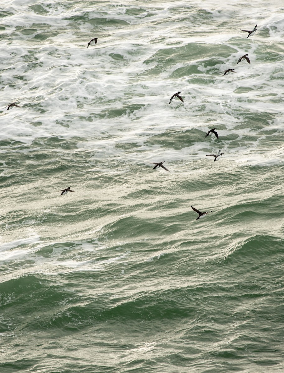 Common Murre - ML644655000