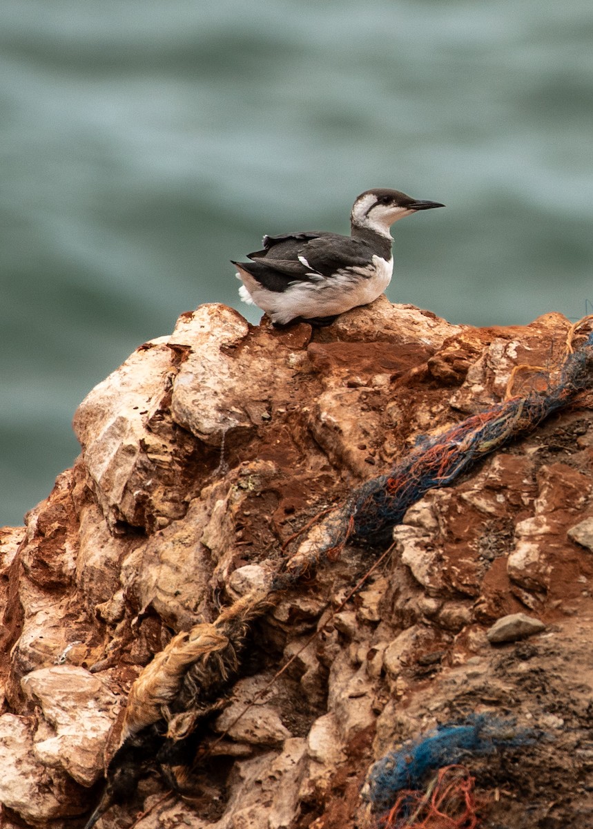 Common Murre - ML644655001