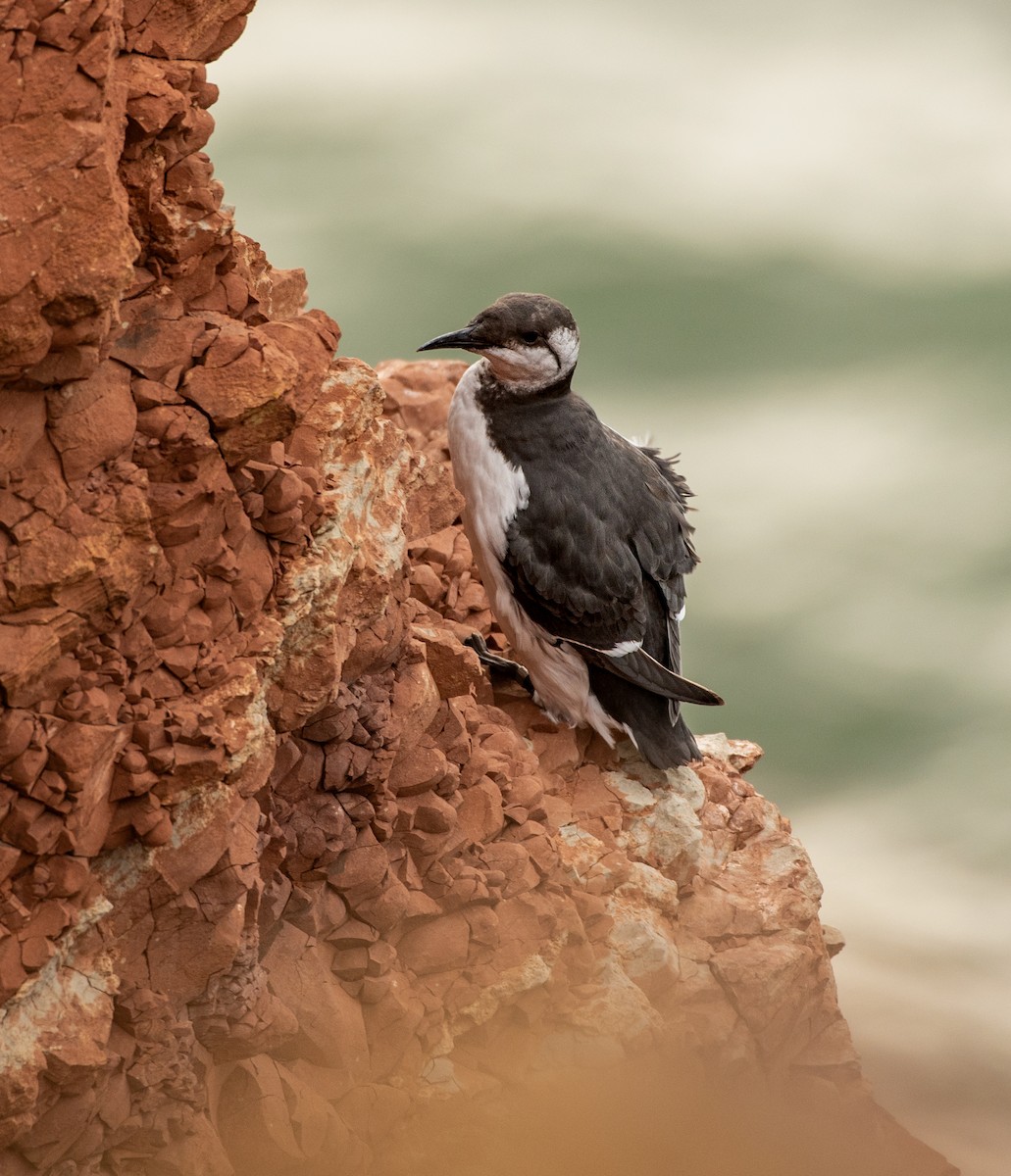 Common Murre - ML644655002