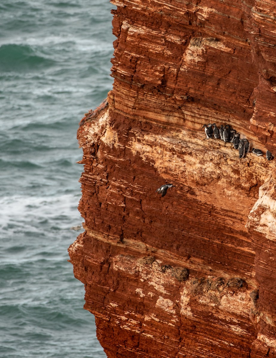 Common Murre - ML644655004