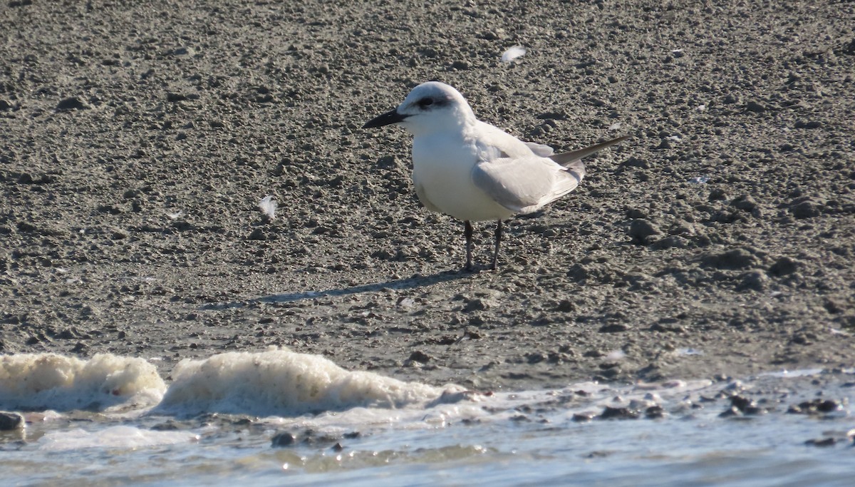 Gull-billed Tern - ML644655010