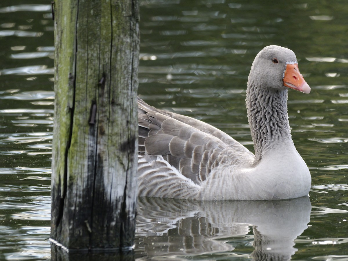 Graylag Goose - ML644655013